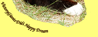 VictoryGiants Didi Happy Dream